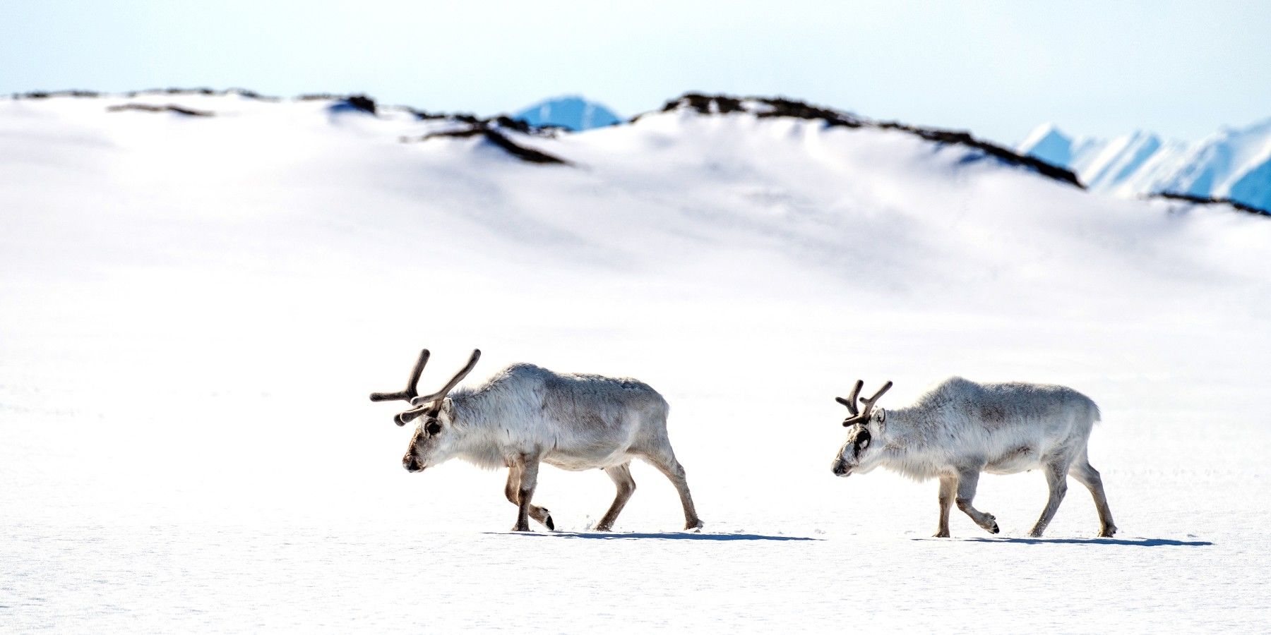 Reindeer Games Adaptation in Arctic Svalbard